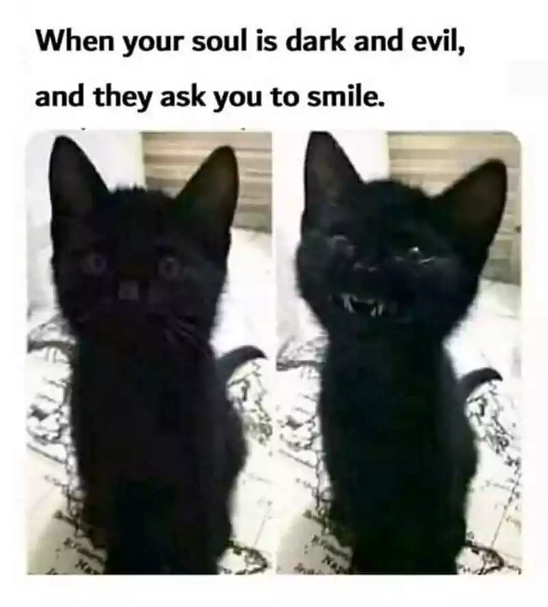 black cat halloween meme