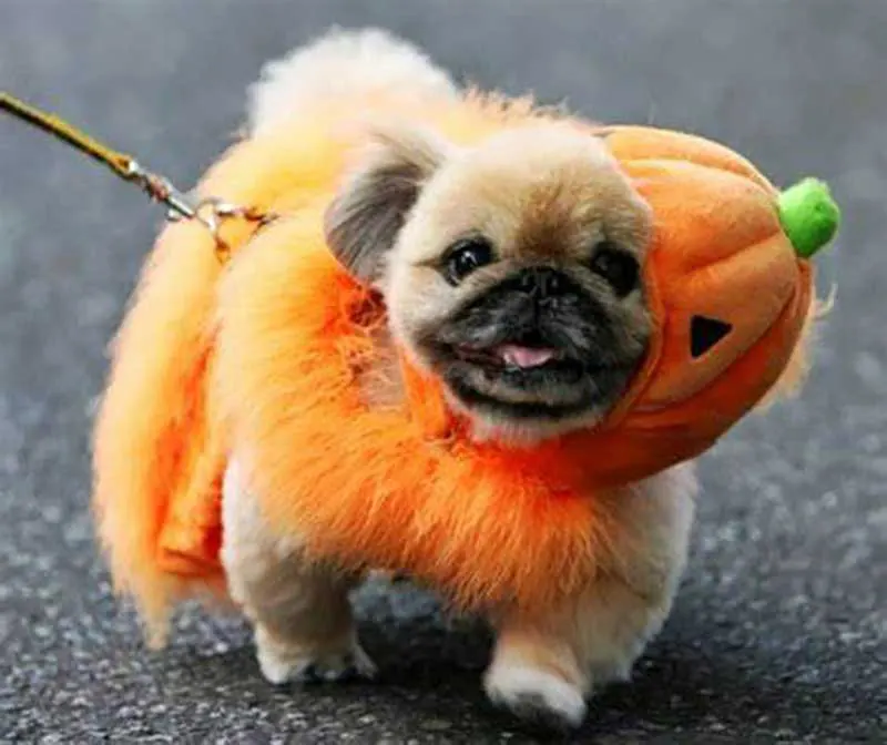 Cute and funny pictures of halloween