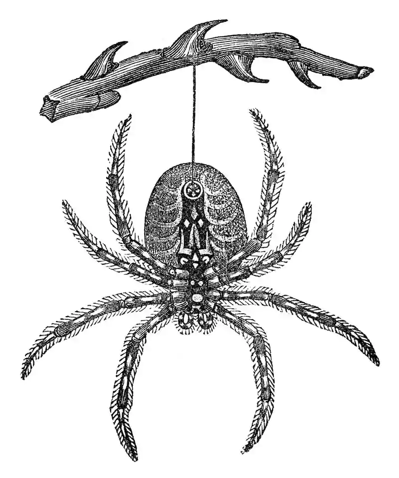 Vintage Clip Art Spiderweb Spider