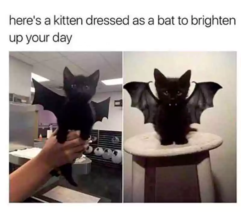 bat halloween cat meme