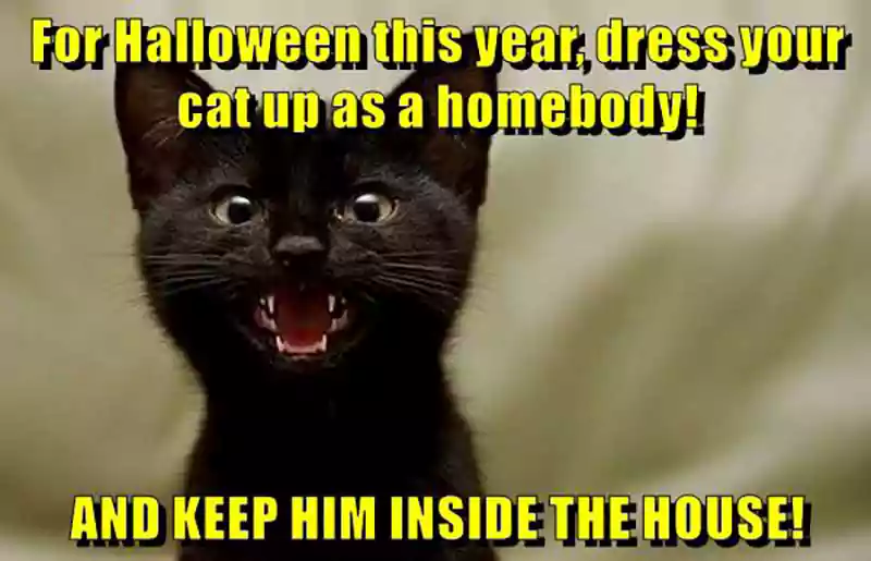 best halloween cat meme