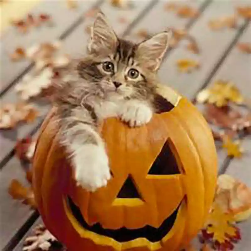 cat sitting on pumpkin meme