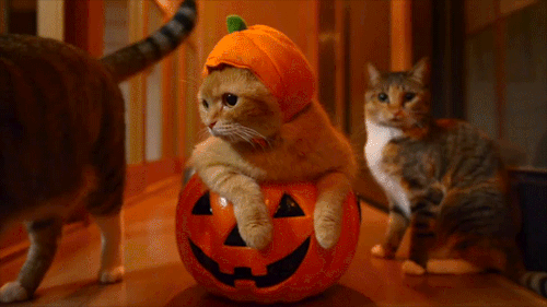 funny cat halloween gif