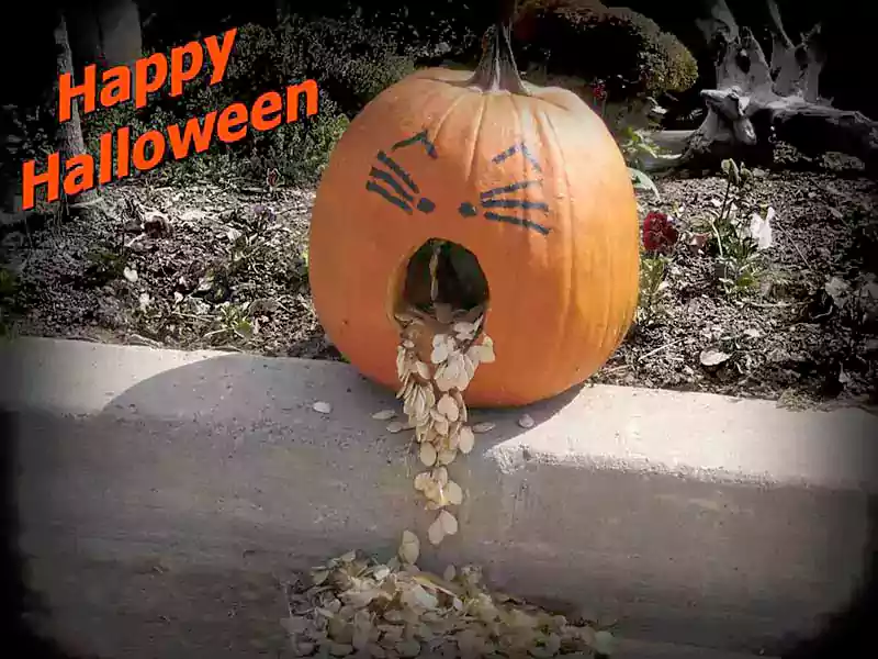 funny halloween pumpkin pictures