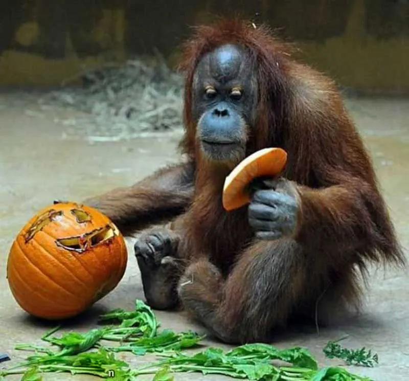 halloween Funny monkey Picture Clip
