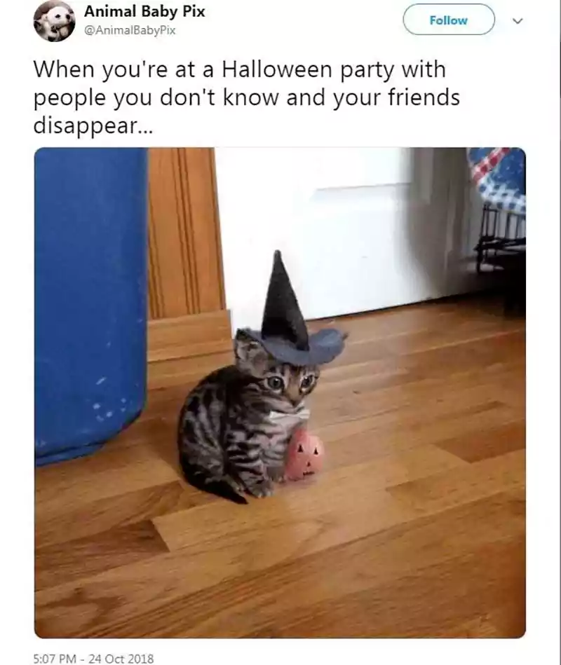 halloween angry cat meme