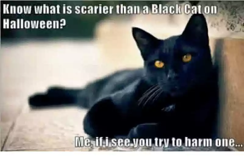 halloween black cat meme