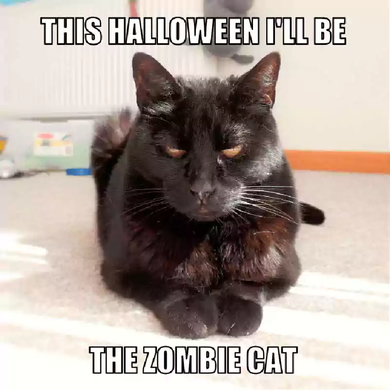 halloween cat funny meme