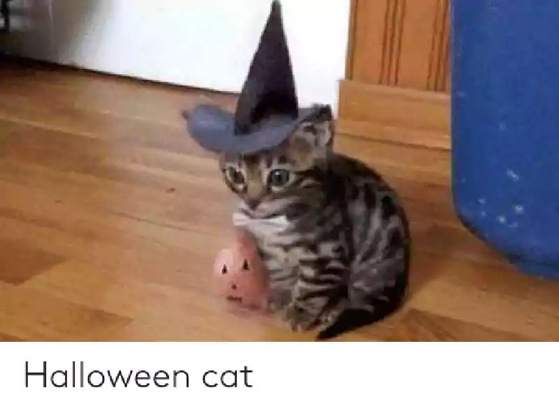 halloween cat meme