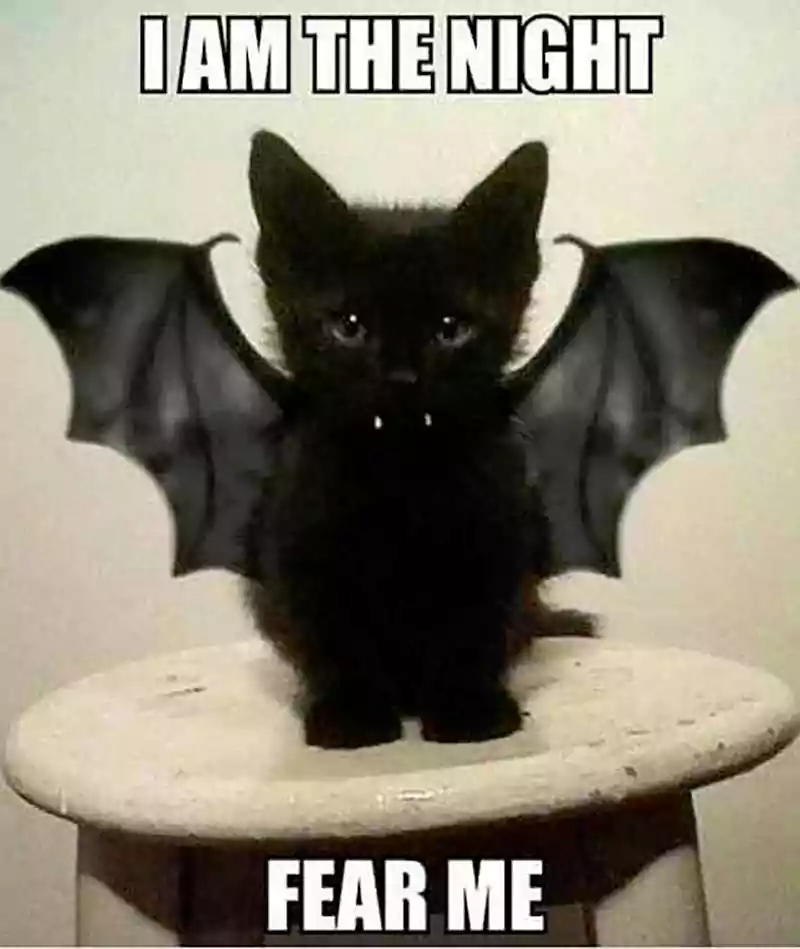 halloween cat meme bat