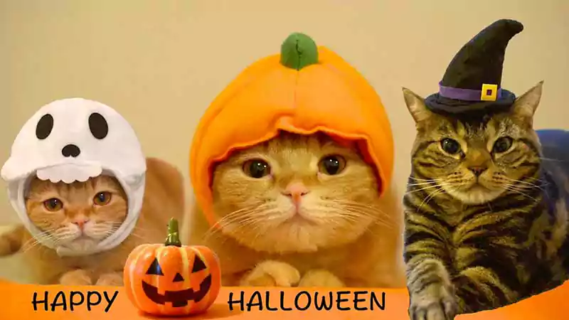 halloween cat meme cute
