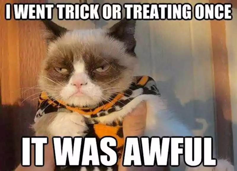 halloween cat meme funnt