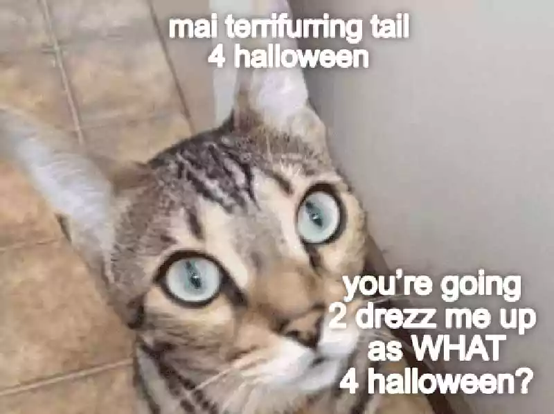 halloween cat meme looking