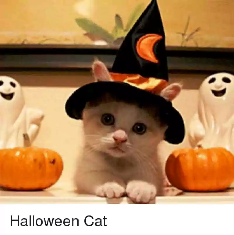 halloween cat meme with pumpkin