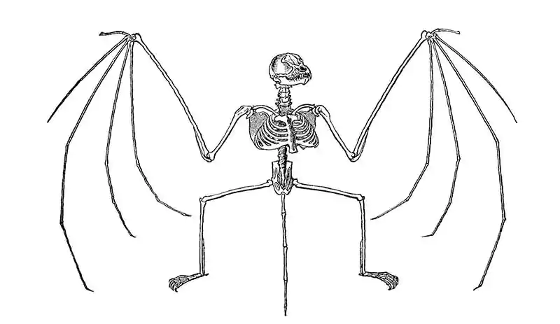 halloween clipart Bat Skeleton Illustration