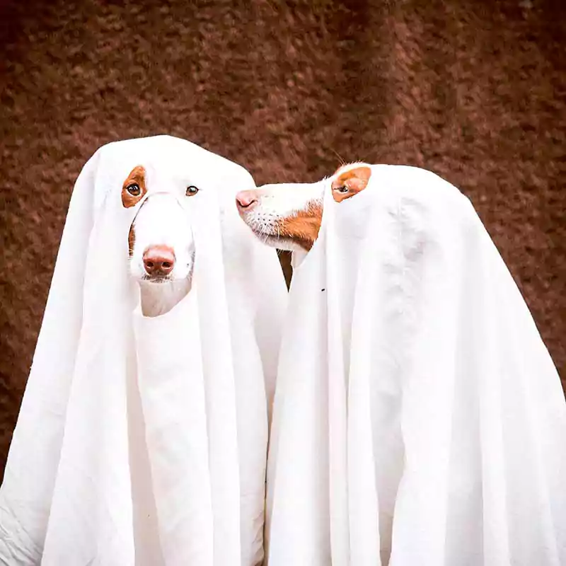 halloween funny dog ghost