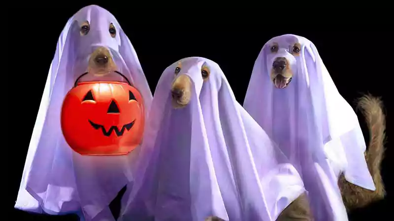 halloween funny dog ghost image