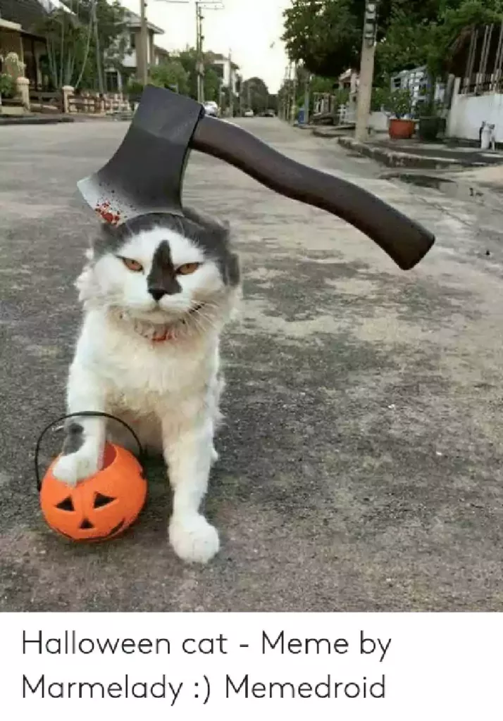 scary halloween cat meme