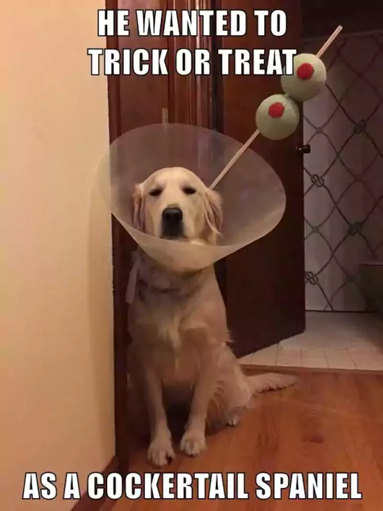 trick or treat dog meme