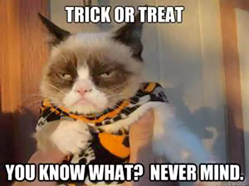 trick or treat meme cat