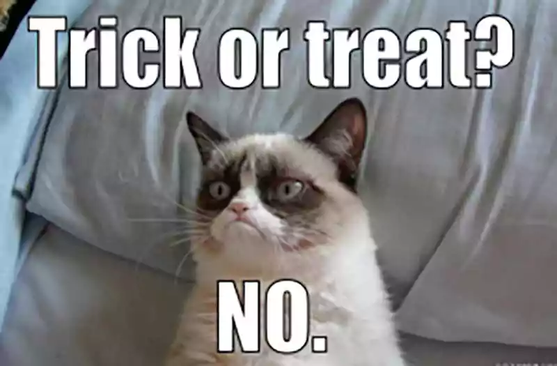 trick or treat meme funny cat