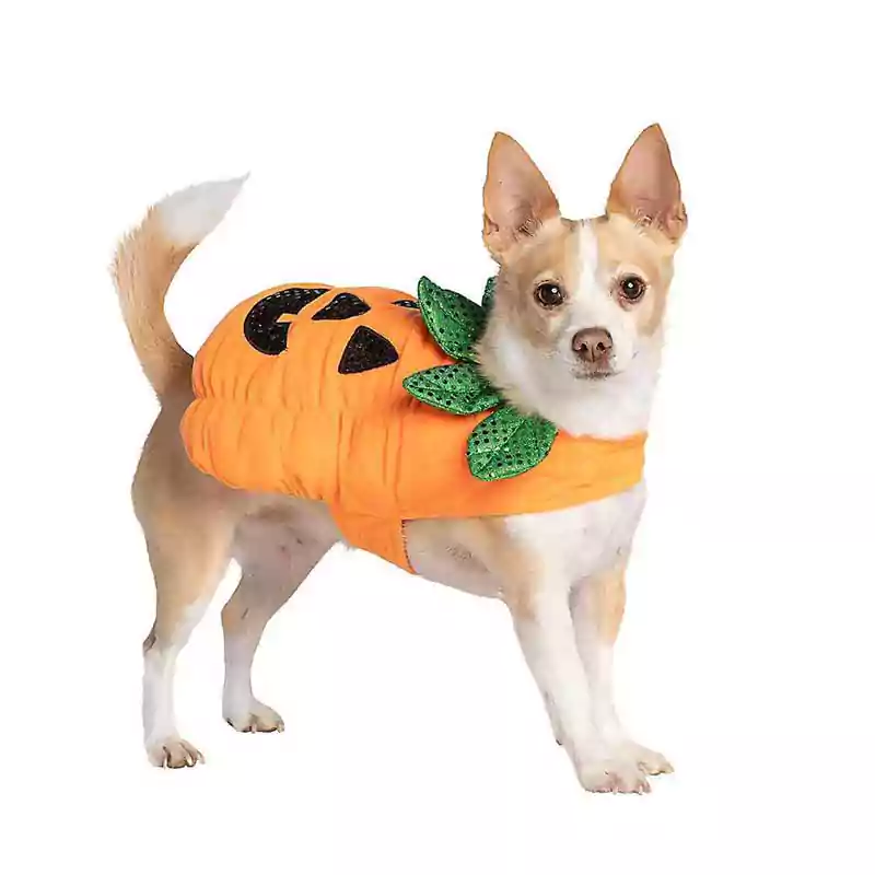 Halloween White Background with dog