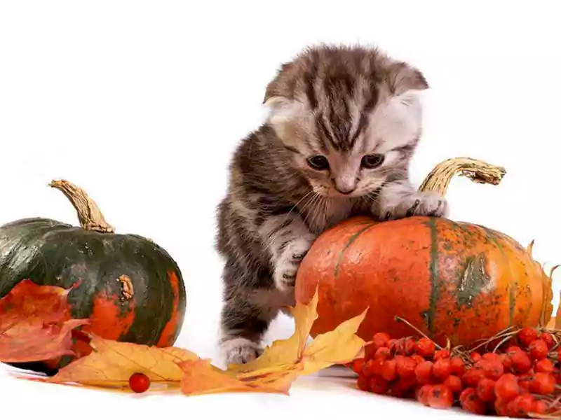 cute cat halloween background