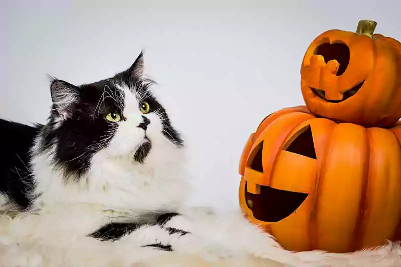 funny cat staring at halloween pumpkin wallpaper