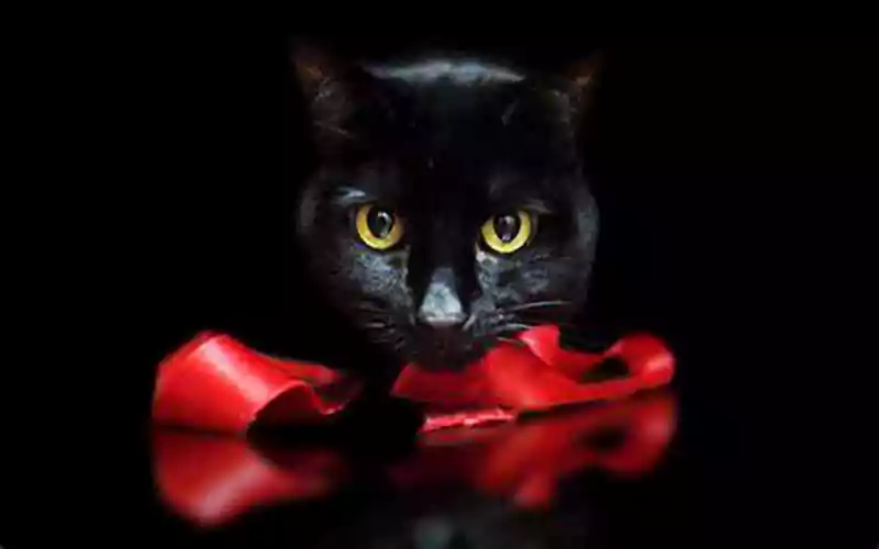halloween background black cat