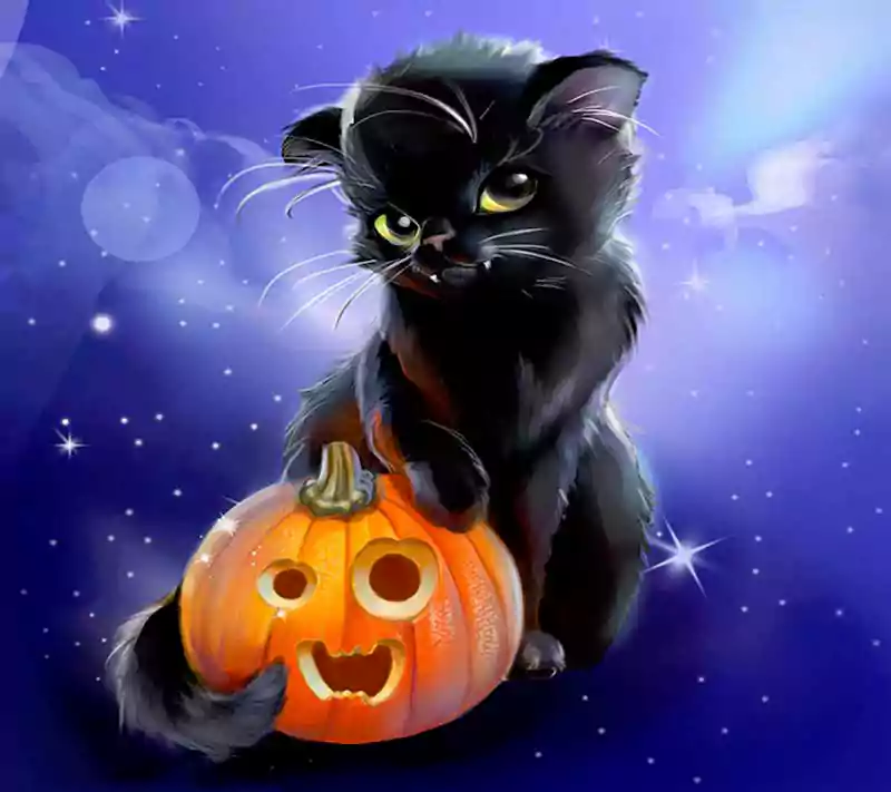halloween black cat background