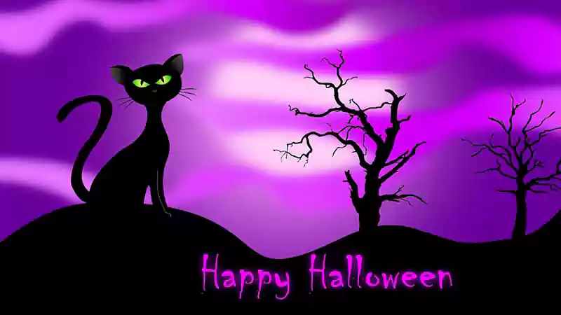 halloween black cat desktop wallpaper