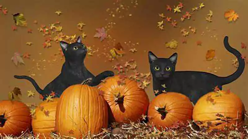 halloween black cat wallpaper