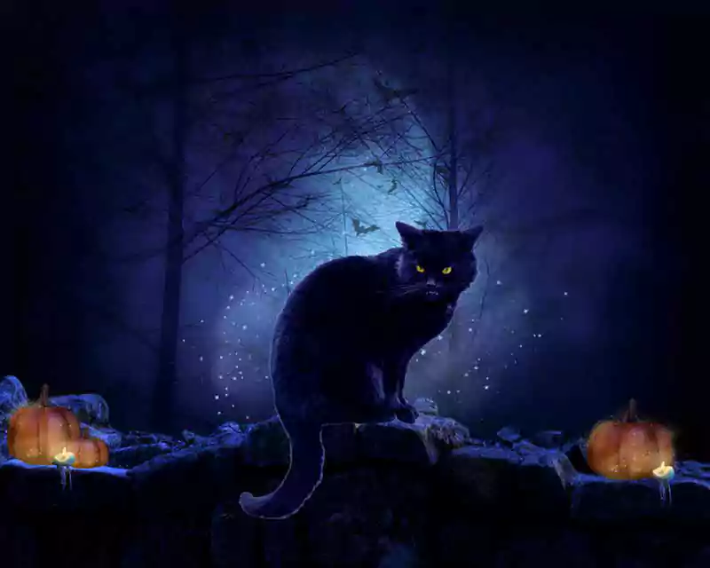 halloween cat background images