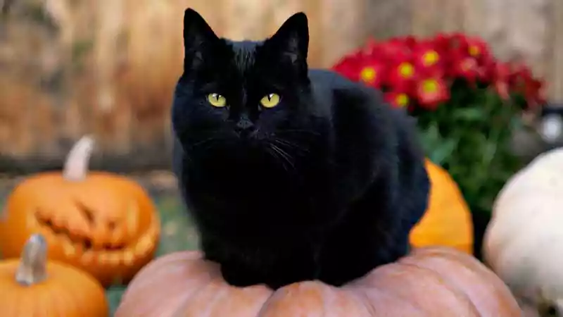 halloween cat computer background