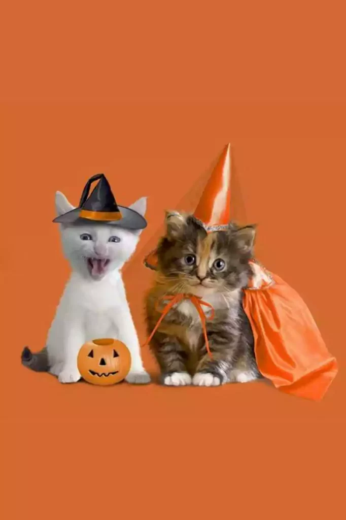 halloween cat computer backgrounds
