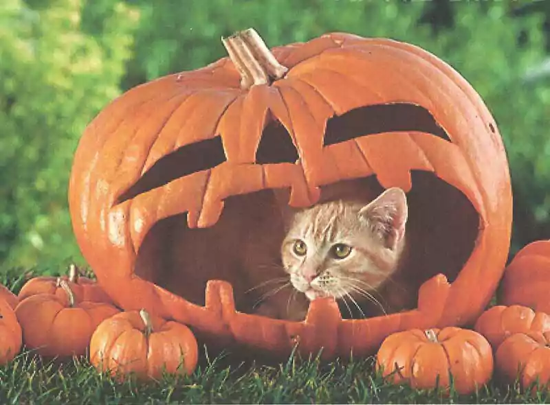 halloween cat desktop background