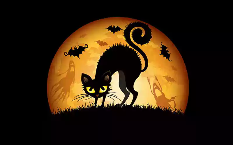 halloween cat twitter background