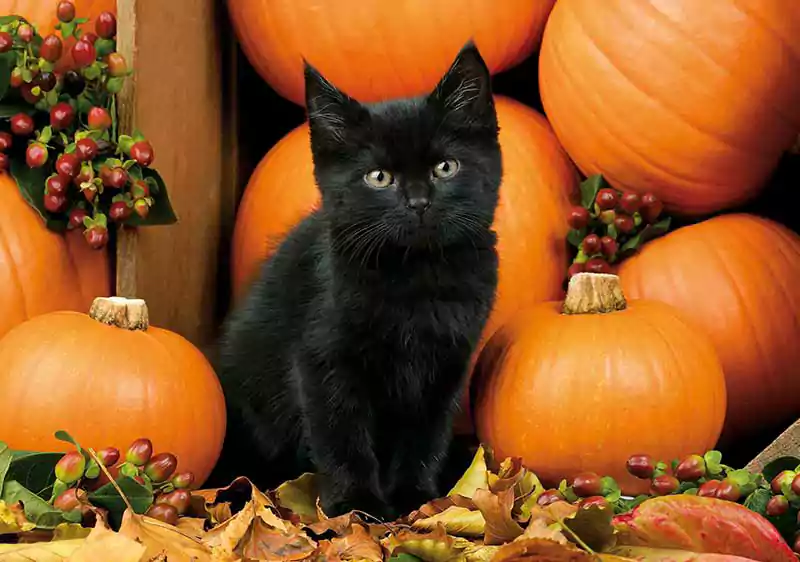 halloween cat wallpaper free download