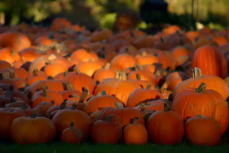 halloween pumpkin background images