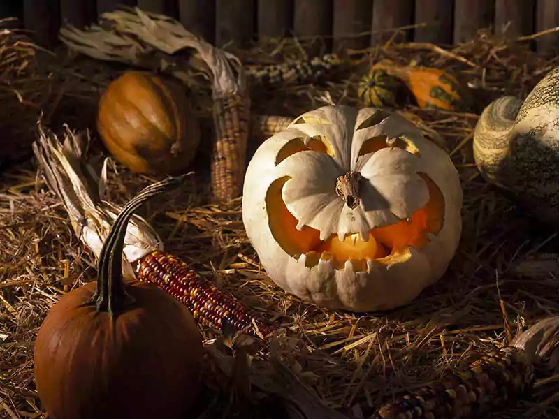 halloween pumpkin faces wallpaper