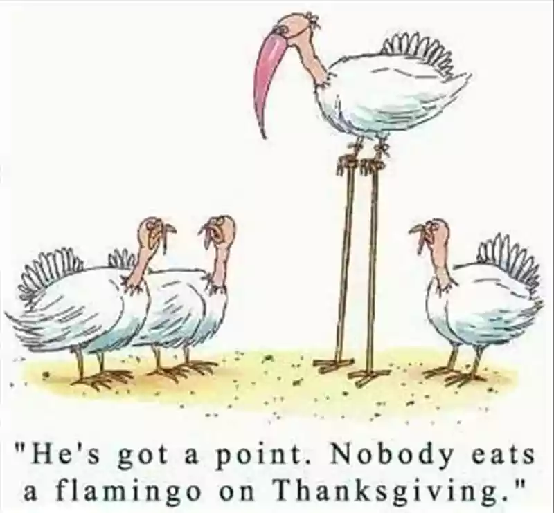 funny happy thanksgiving picture