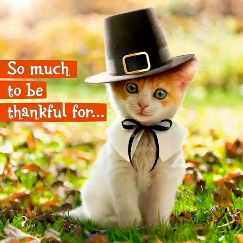 funny images of happy thanksgiving