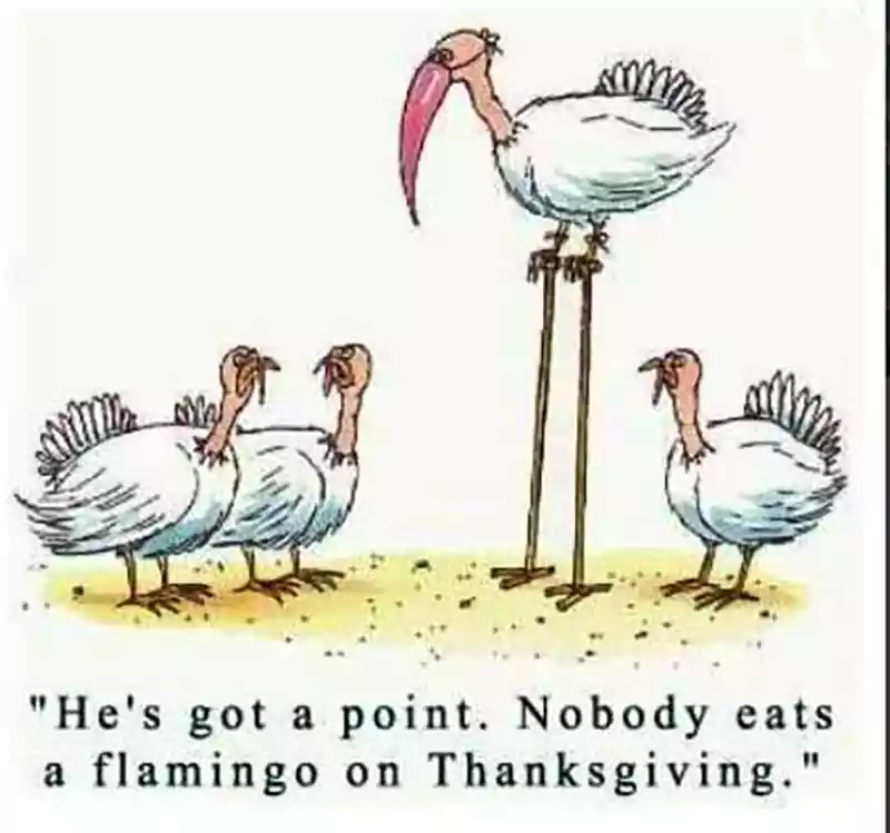 thanksgiving turkey pic funny