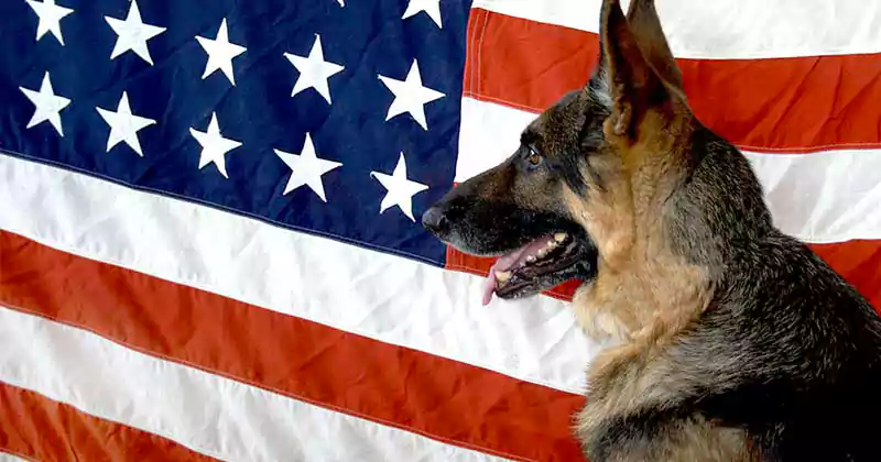 veterans day images with dogs