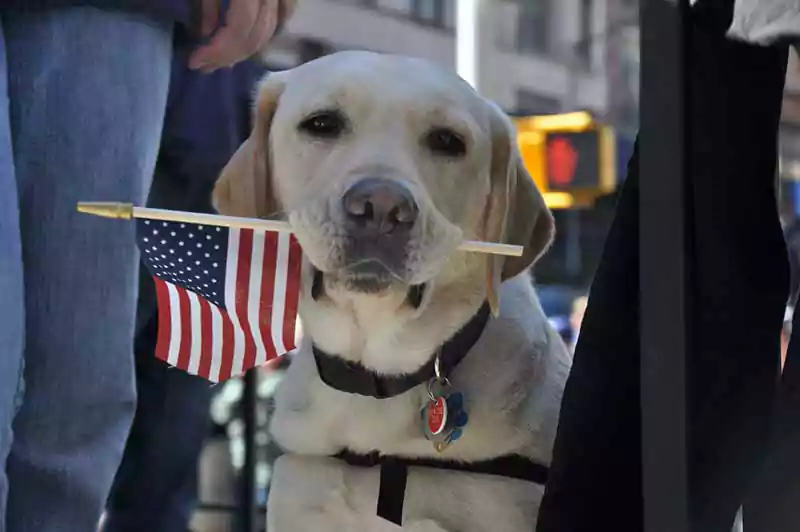 veterans day images with dogs
