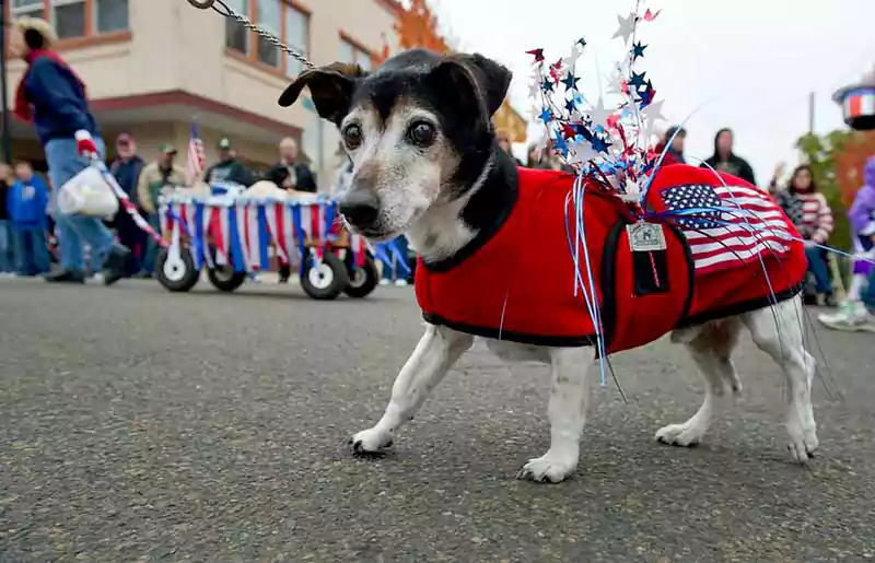 veterans day with dogs images
