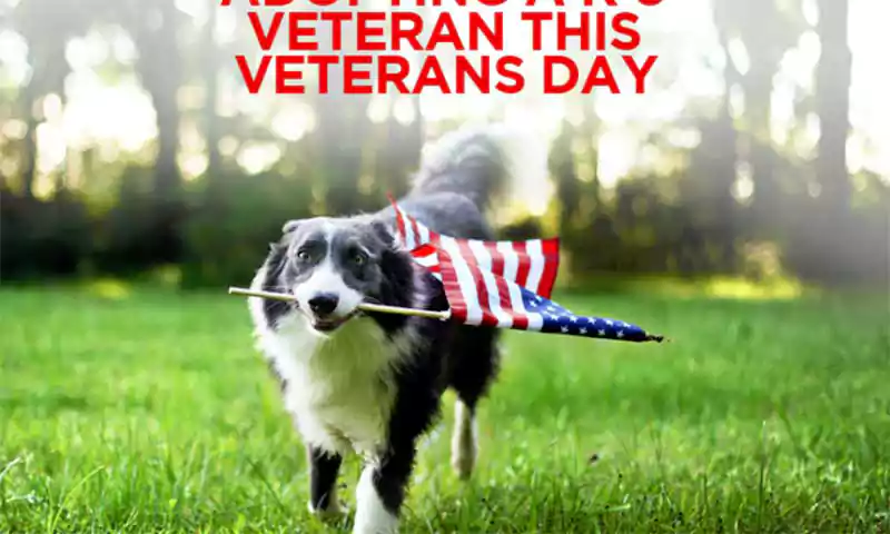 veterans day with dogs images
