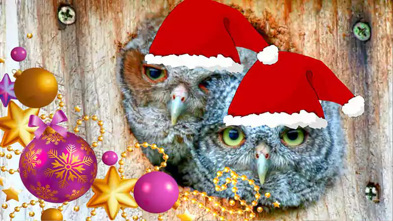 Merry Christmas Owl Images