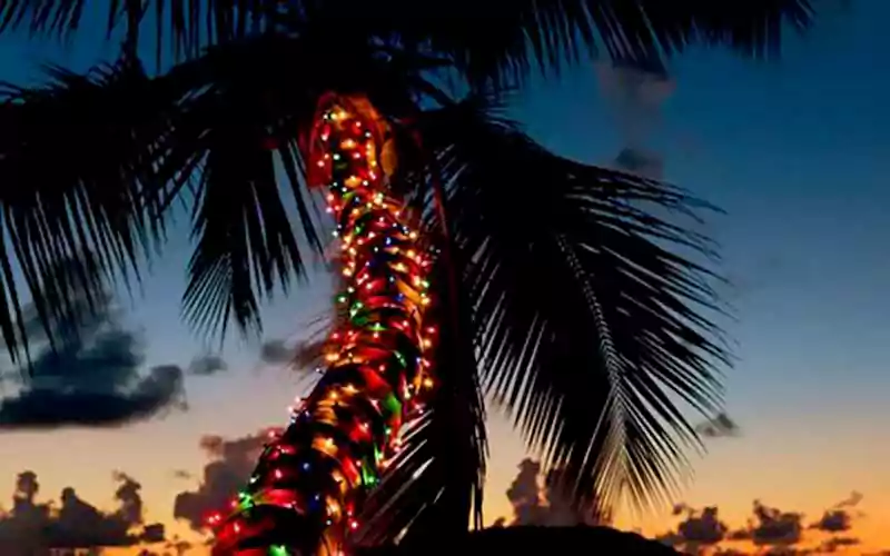 Merry Christmas Palm Tree Images