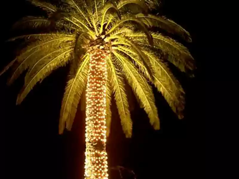 Merry Christmas Palm Tree Images